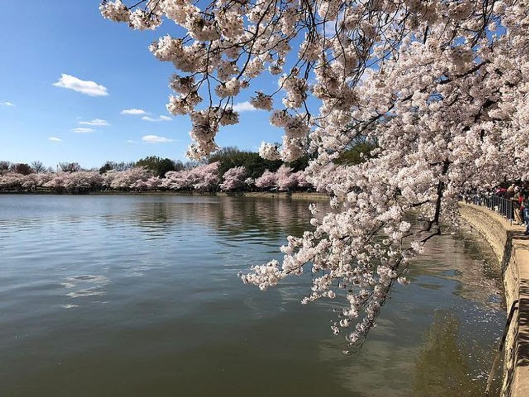 Cherry blossoms around the Tidal Basin. (Famartin/Wikimedia Commons)