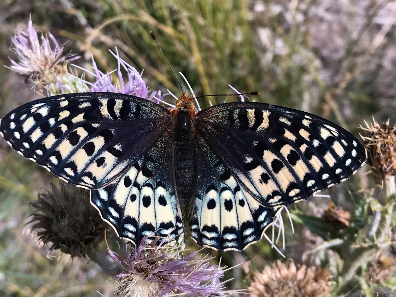Photo of the upper side of a female silverspot butterfly with distinctive crème spots.