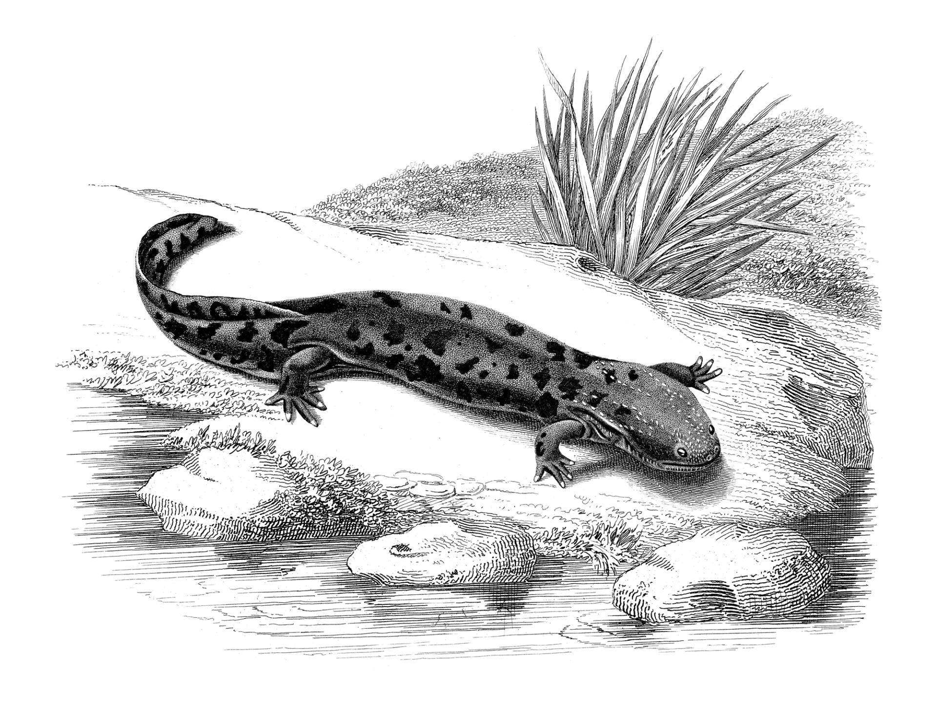 Hellbender salamander illustration