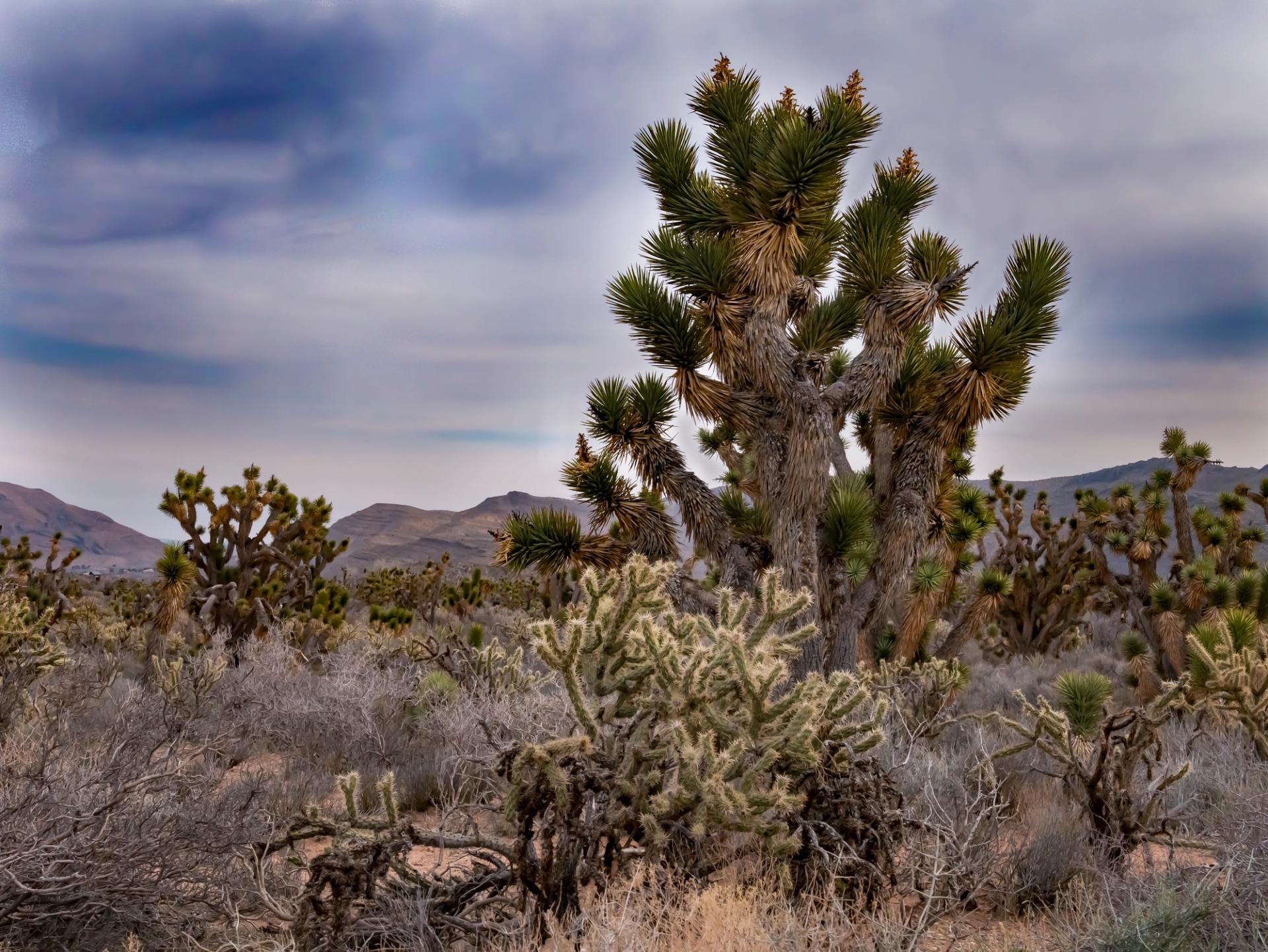 Joshua trees in Red Rock Canyon.