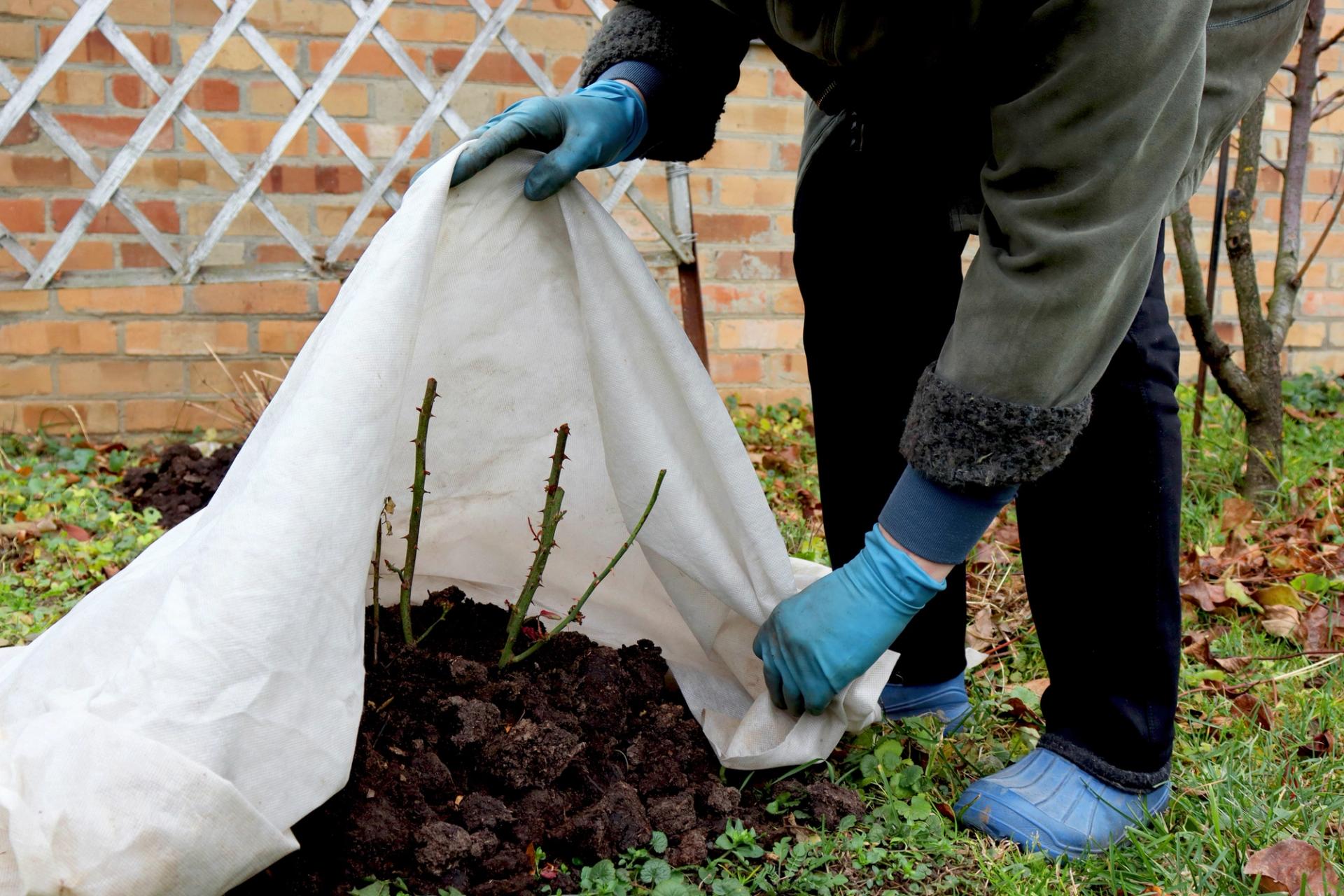 Photo of person covering plants for winter.