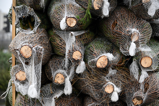 Save your Christmas tree from the landfill. (NurPhoto / Getty)