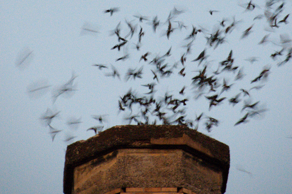 What's the Deal with Portland's Swarming Swifts? image