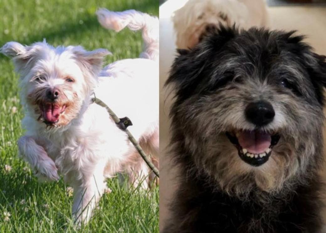 A pup runs in the grass and another smiles for the camera.