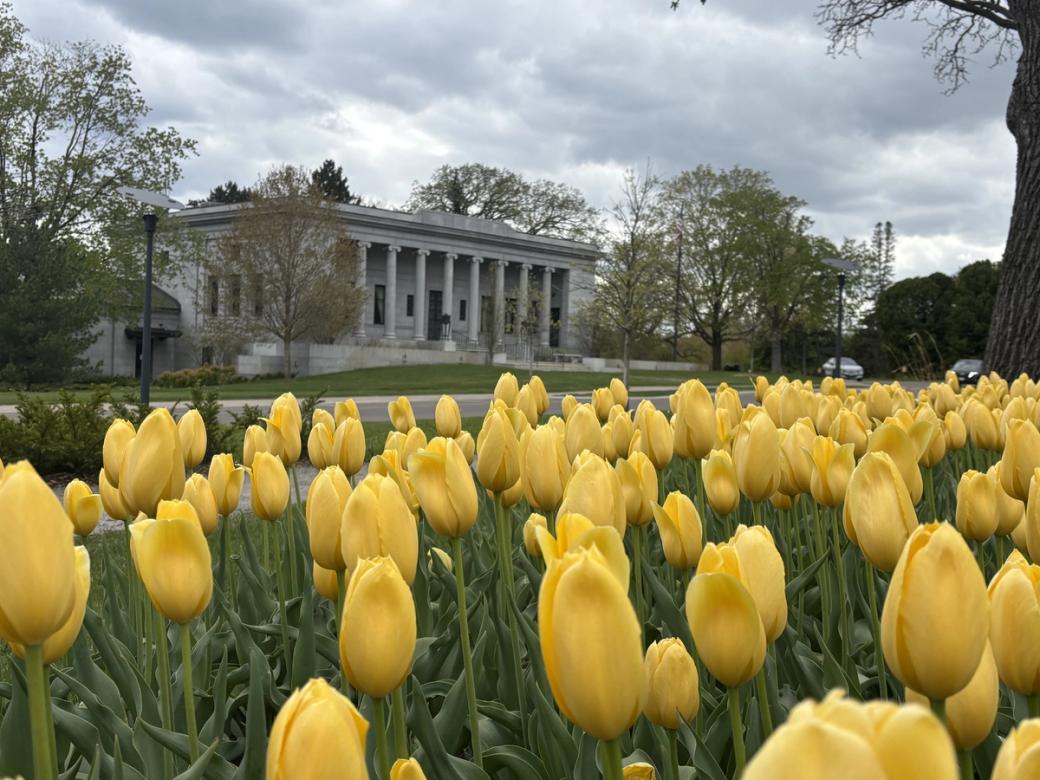 Yellow tulips