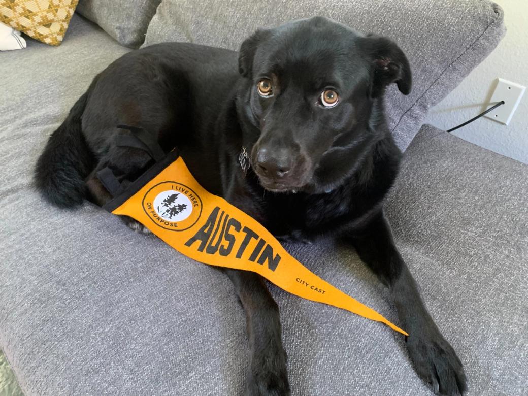 A black dog with a mustard-yellow pennant sitting on a gray couch.