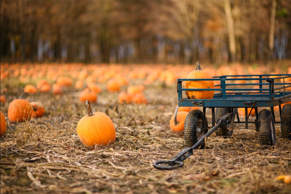 The Best Pumpkin Patches In Denver image