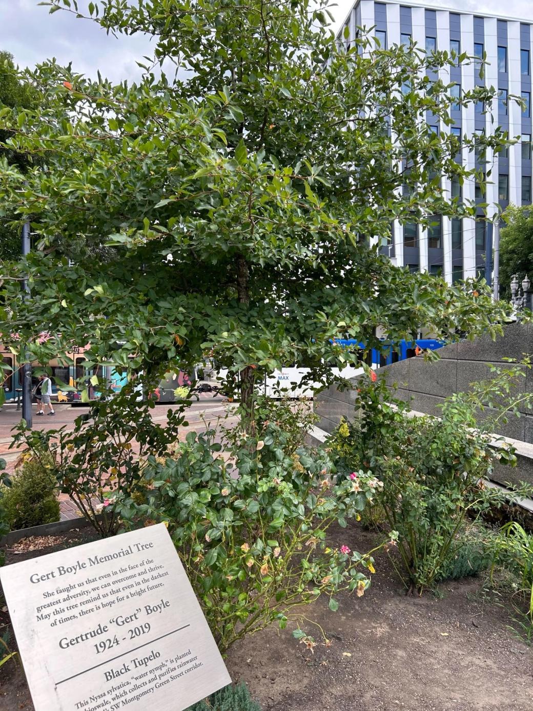 tree and rose bush with a sign that reads Gert Boyle Memorial Tree