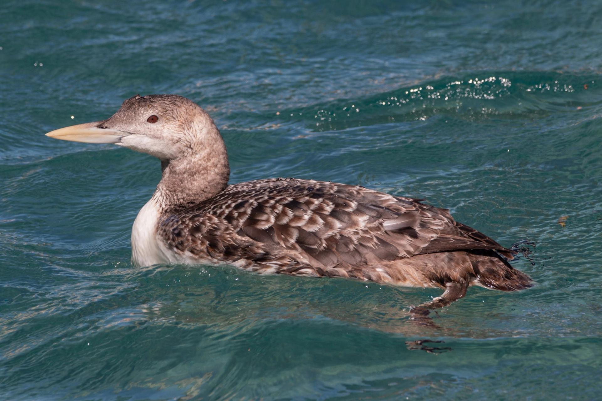 Yellow billed loon in Bellagio fountains.