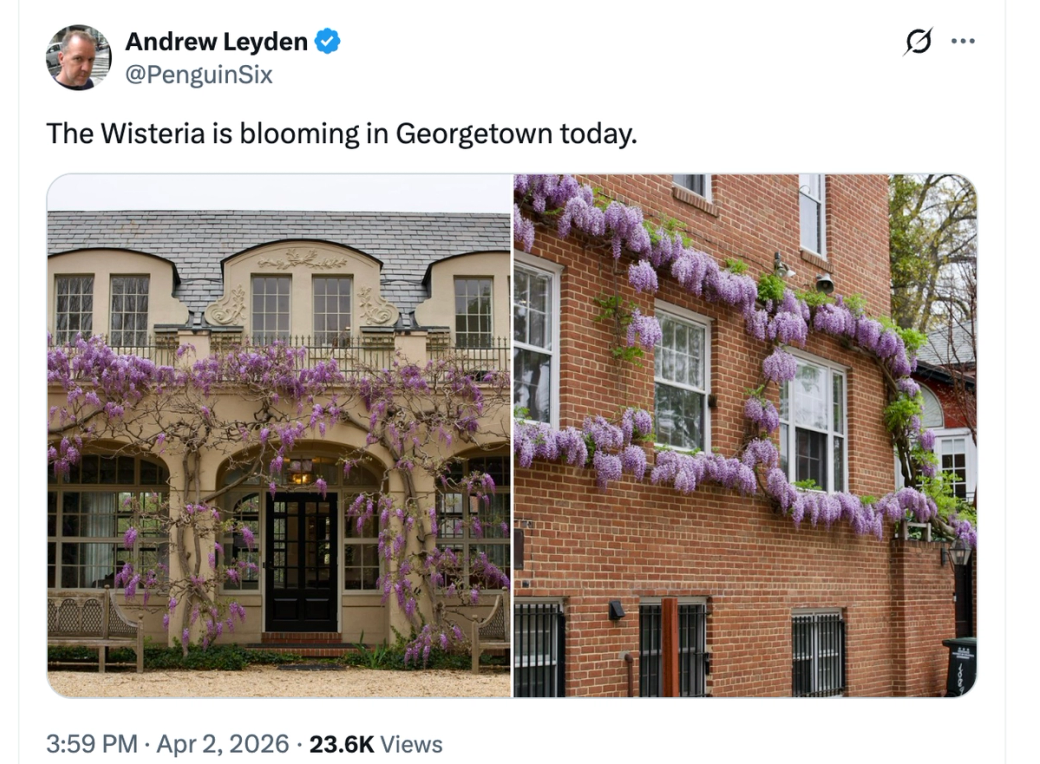 It’s giving Bridgerton. (@PenguinSix/X)