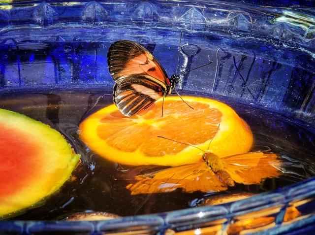 Photo of a butterfly sitting on an orange slice.