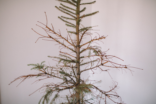 How Do I Get Rid of This Christmas Tree that I Somehow Still Have? image