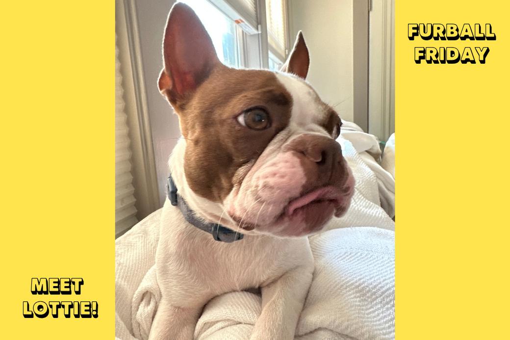 A brown and white bull terrier dog on a white blanket. Text reads: Meet Lottie! and Furball Friday.