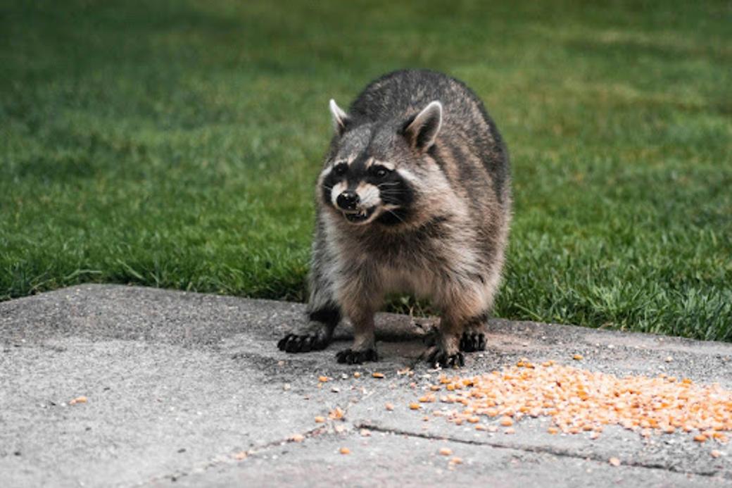 A raccoon bares its teeth as it stands next to scattered seeds in a yard.