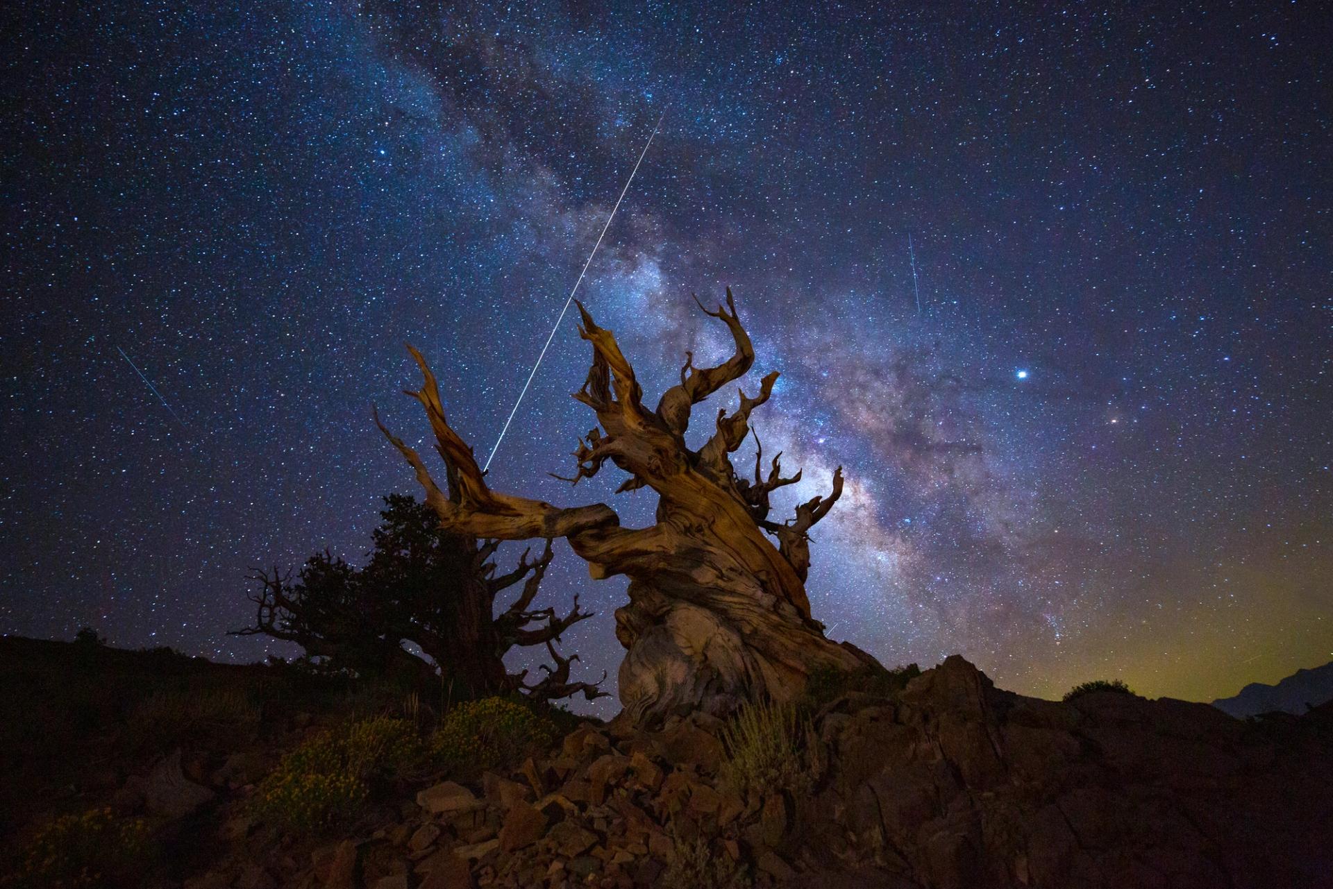 Photo of a bristlecone pine tree.