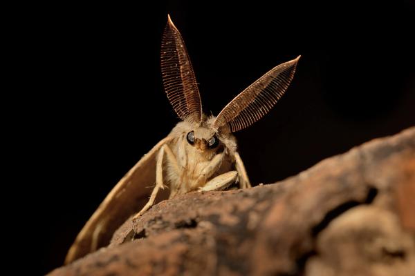 What To Do About Spongy Moths image