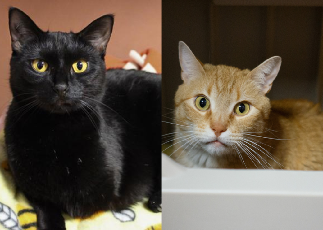 Two photos of a cats, one of a black one on a yellow blanket and one of an orange one in a tub.