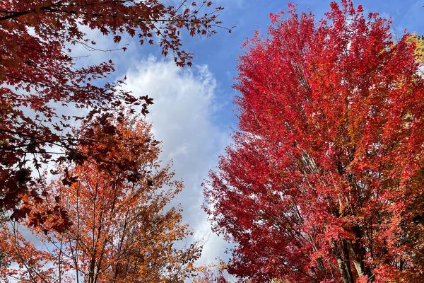 Why Fall Foliage is Falling Behind in Pittsburgh image