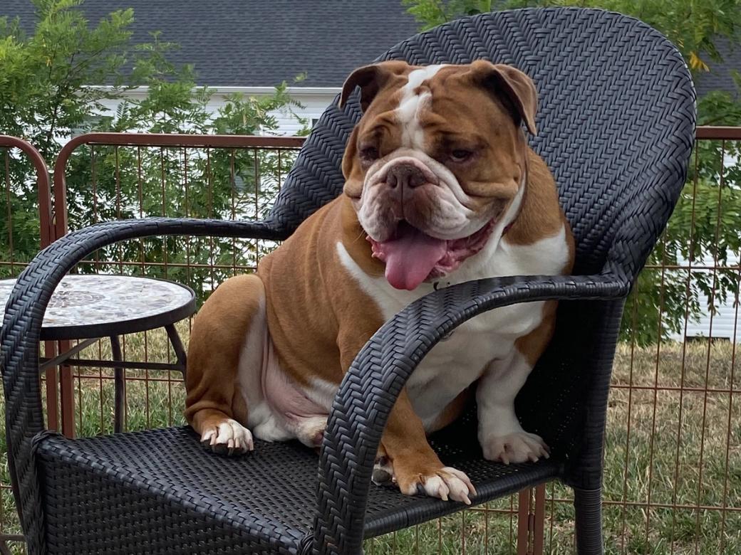 A bulldog sitting in a black patio chair outside.