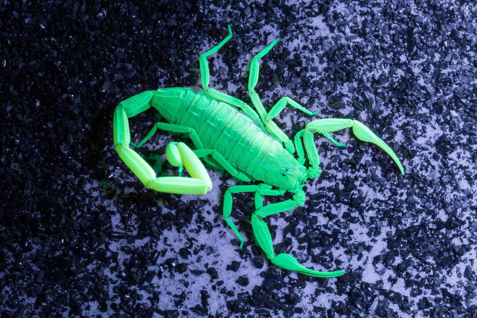 Photo of a scorpion glowing in UV light.