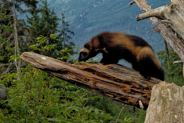 Is It Time to Bring Wolverines Back to Colorado? image