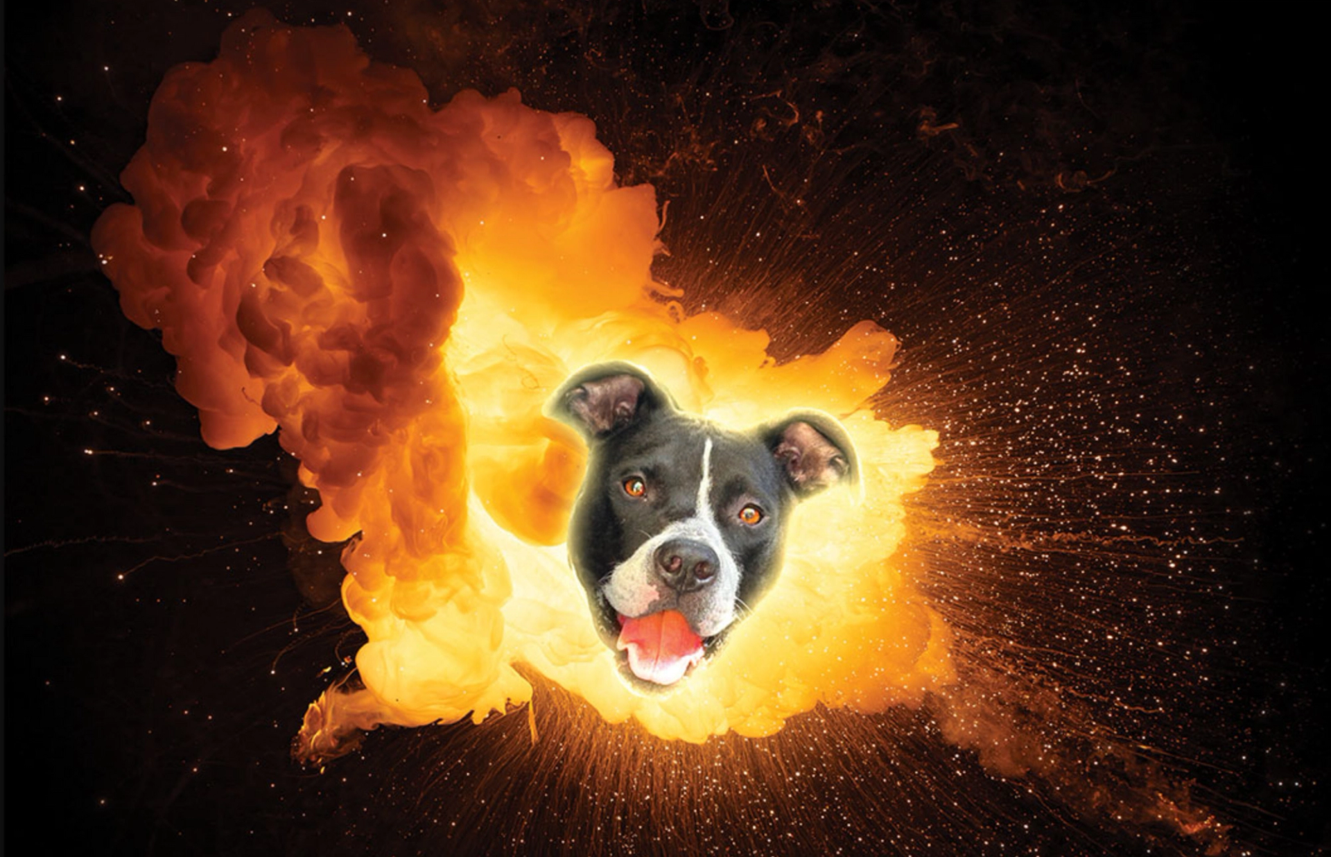 Picture of a dog in an explosion.