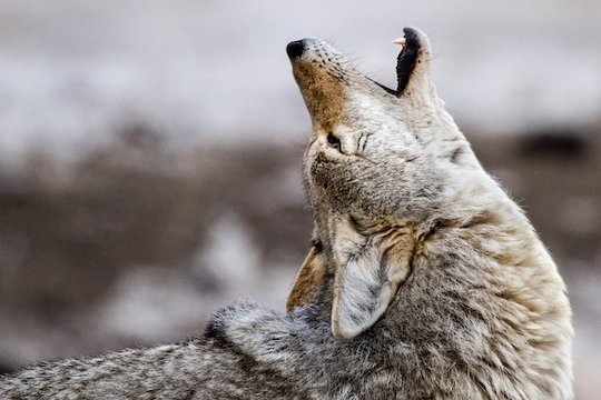 A coyote howling with its head pointed up