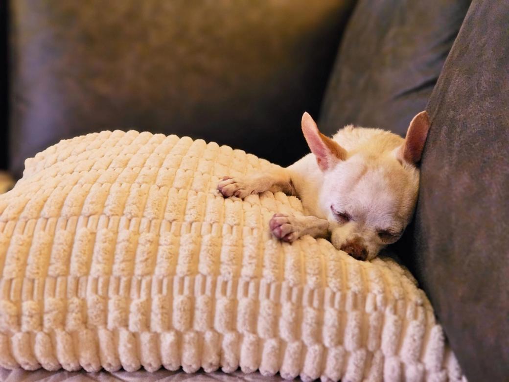 a small dog sleeping on a white pillow on a couch.