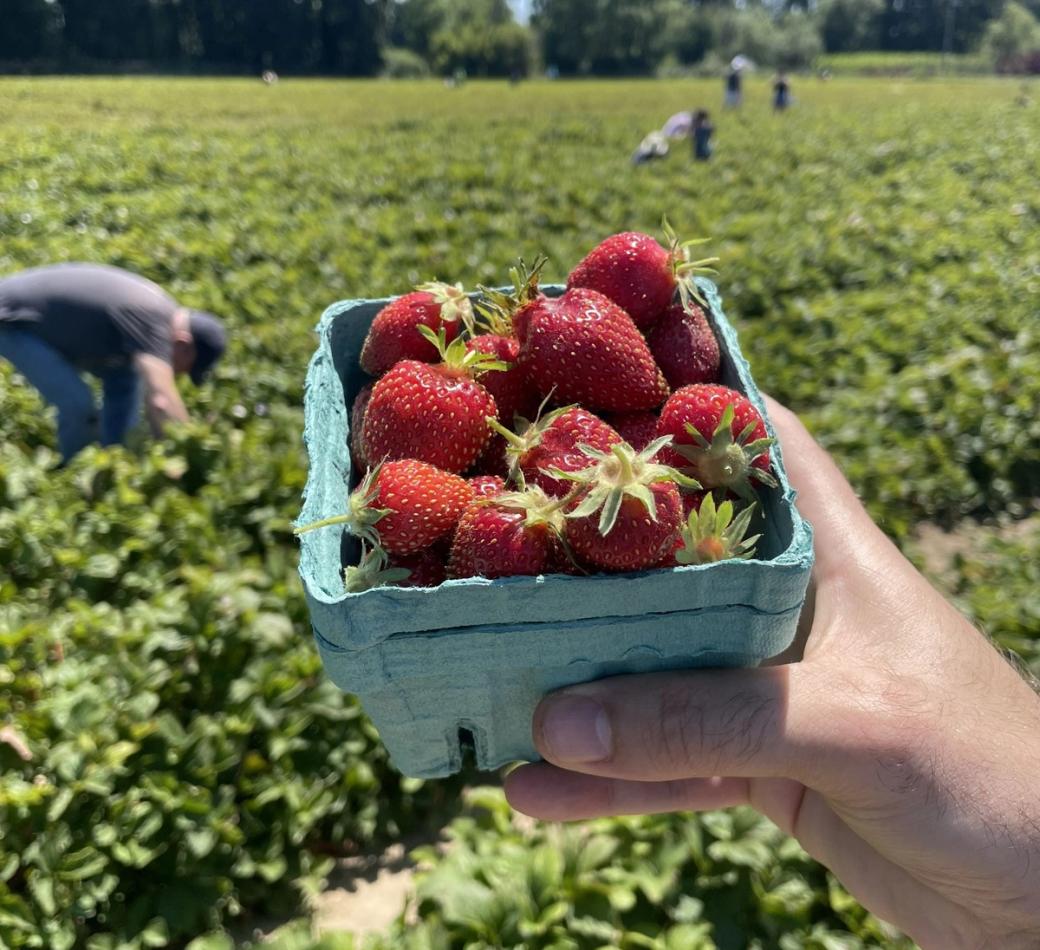a pint of strawberries (foreground); strawberry field with people leaned over picking (background)
