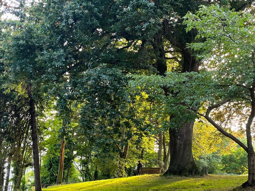 A man sits on a wooden bench under a huge tree in a Seattle park. His back is to the viewer and the grass beneath him is a glowy green in the setting sunlight.