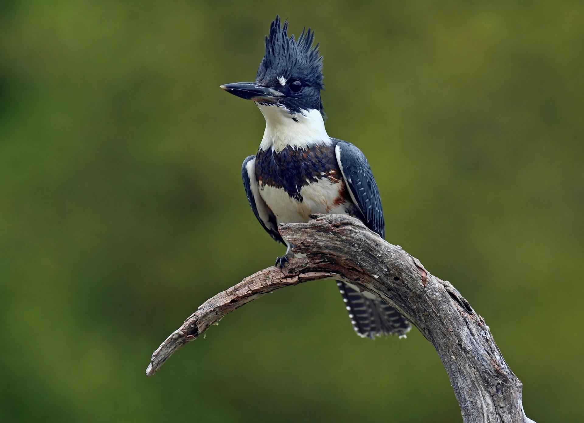 A belted kingfisher sits on a branch