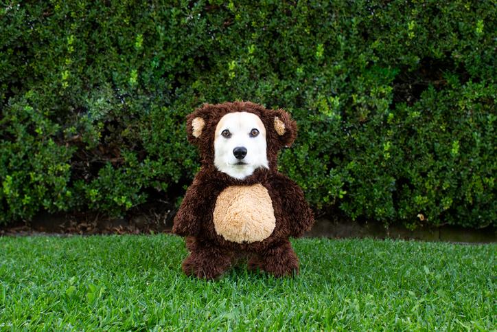 Franklin the bear costume