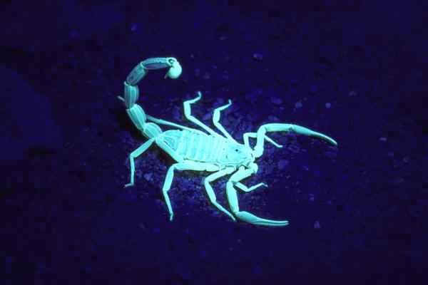 Yes, Colorado Has Scorpions image