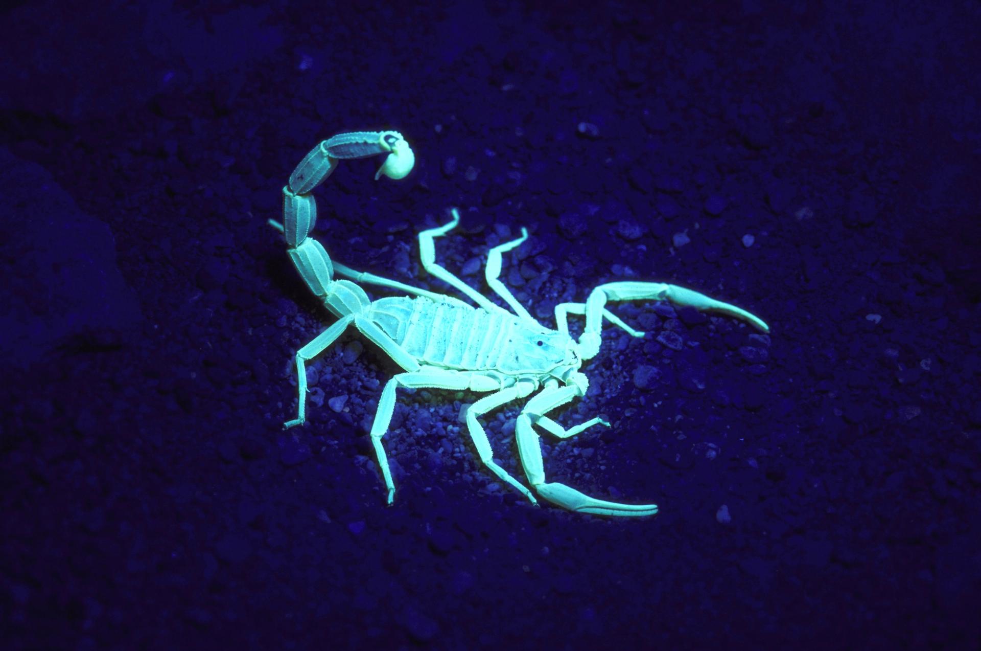 A scorpion glows under UV lighting.