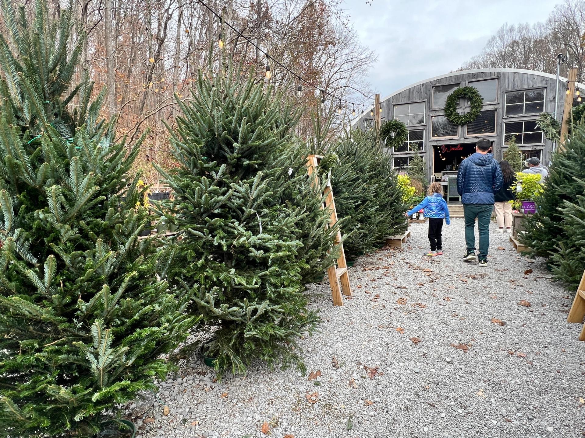 A row of cut pine trees in front of a greenhouse-type building. A dad and child in jackets walk down the gravel aisle between trees.
