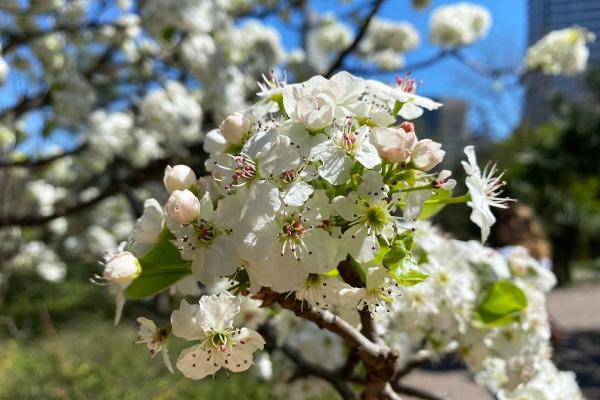 The Callery Pear Tree and Its Very Bad Smell image