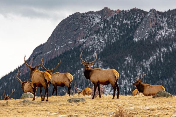 It's Elk Rut Season in the Rocky Mountains image