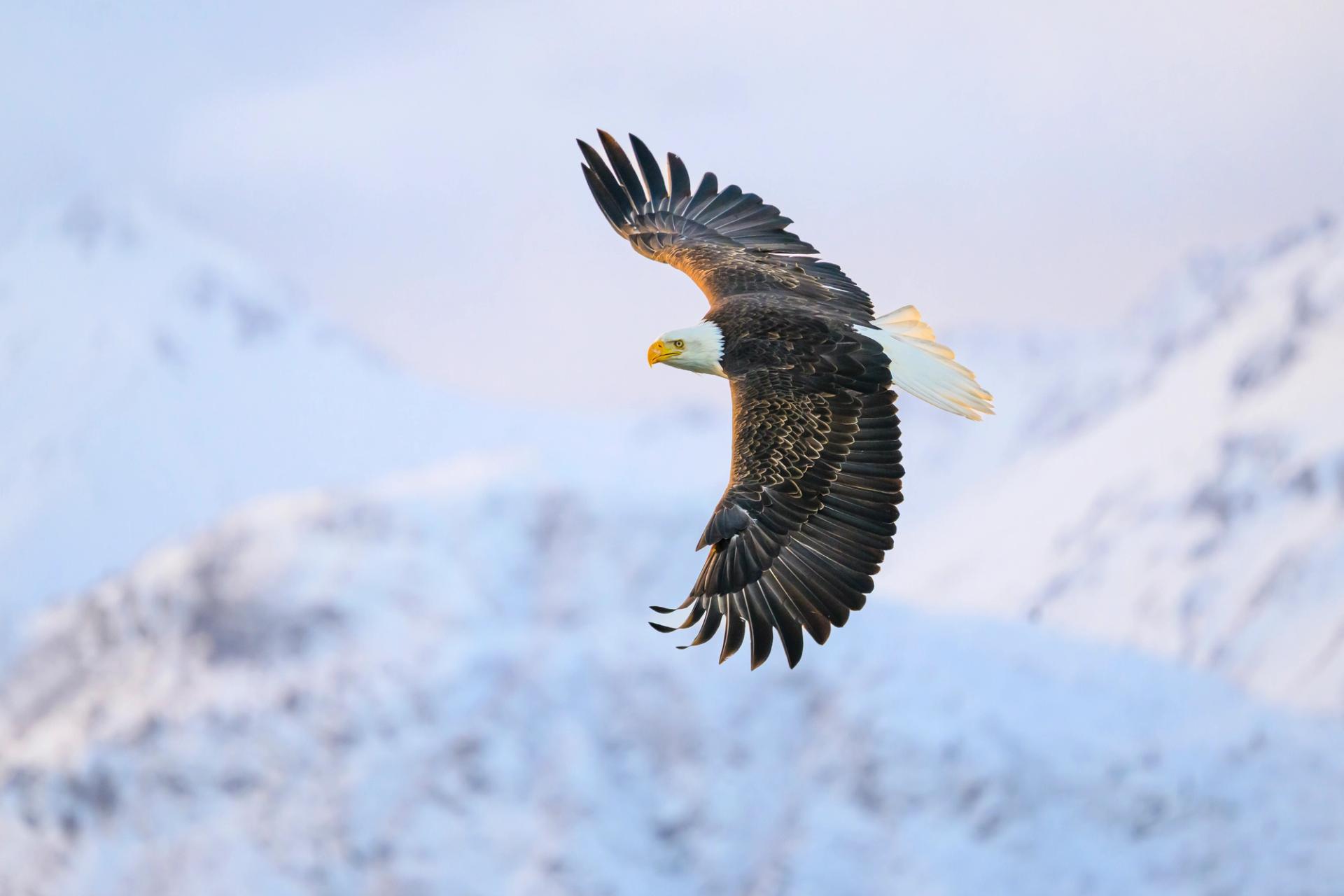 Watch for bald eagles this winter. (Jared Lloyd/Getty Images)