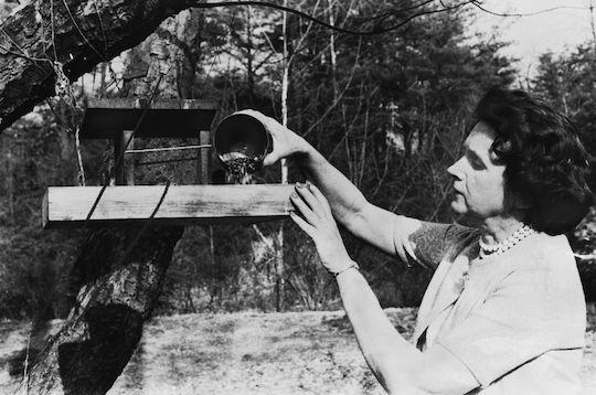 American conservationist Rachel Carson pours seed onto a bird box. April, 1964. (Photo by Evening Standard/Hulton Archive/Getty Images)