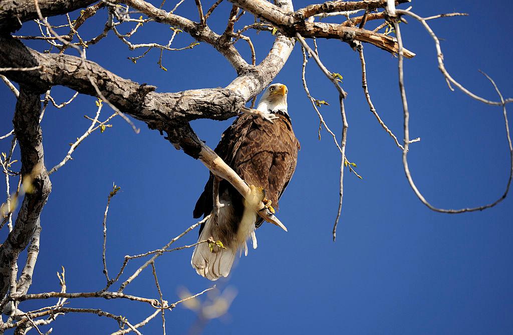 A bald eagle perched on a tree branch at Barr Lake State Park in Brighton.