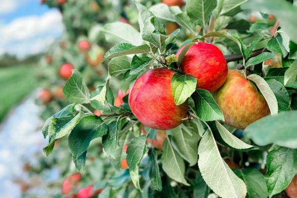 Find Your Favorite Apple on Oregon’s Fruit Loop image