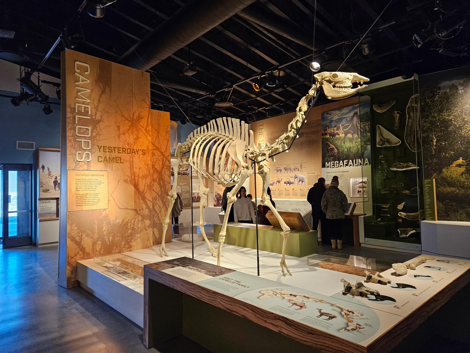 Ancient camel skeleton at Ice Age Fossils State Park