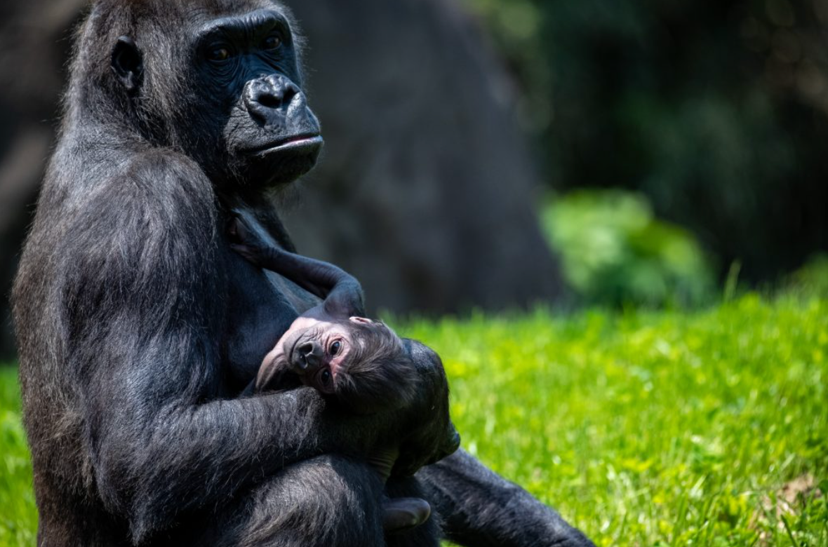 Mom gorilla Moka and baby Bo