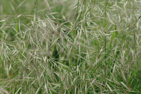 Cheatgrass: An Infamous Idaho Plant image
