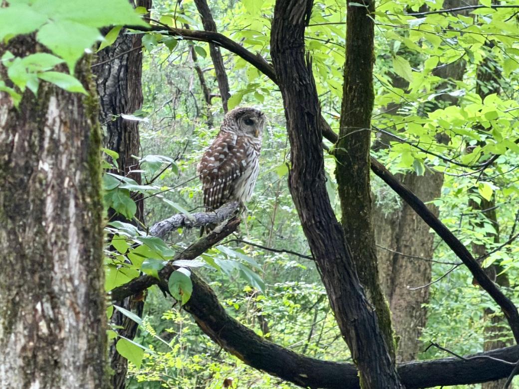 An owl perched on a branch in the woods.