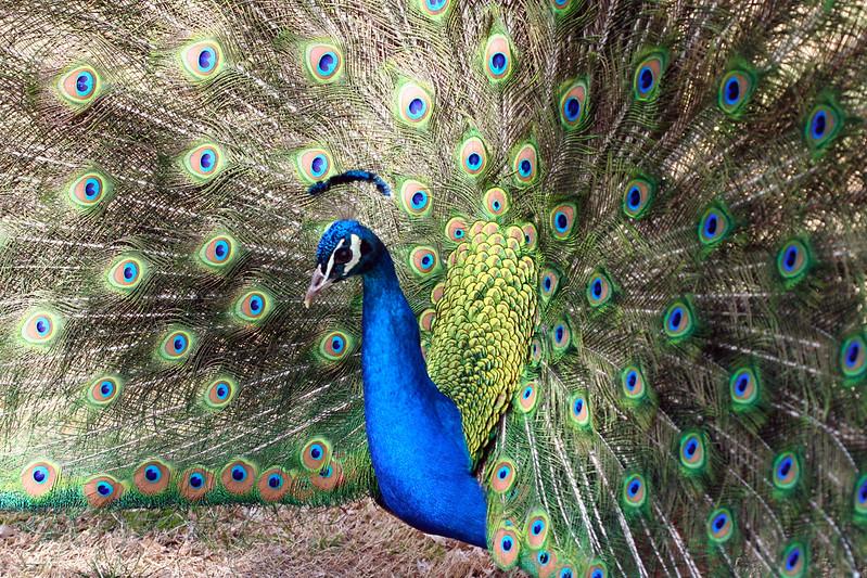 Photo of a peacock at Floyd Lamb Park in Las Vegas