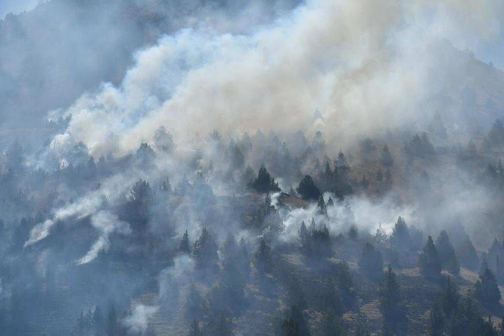 Smoke billows over evergreen trees