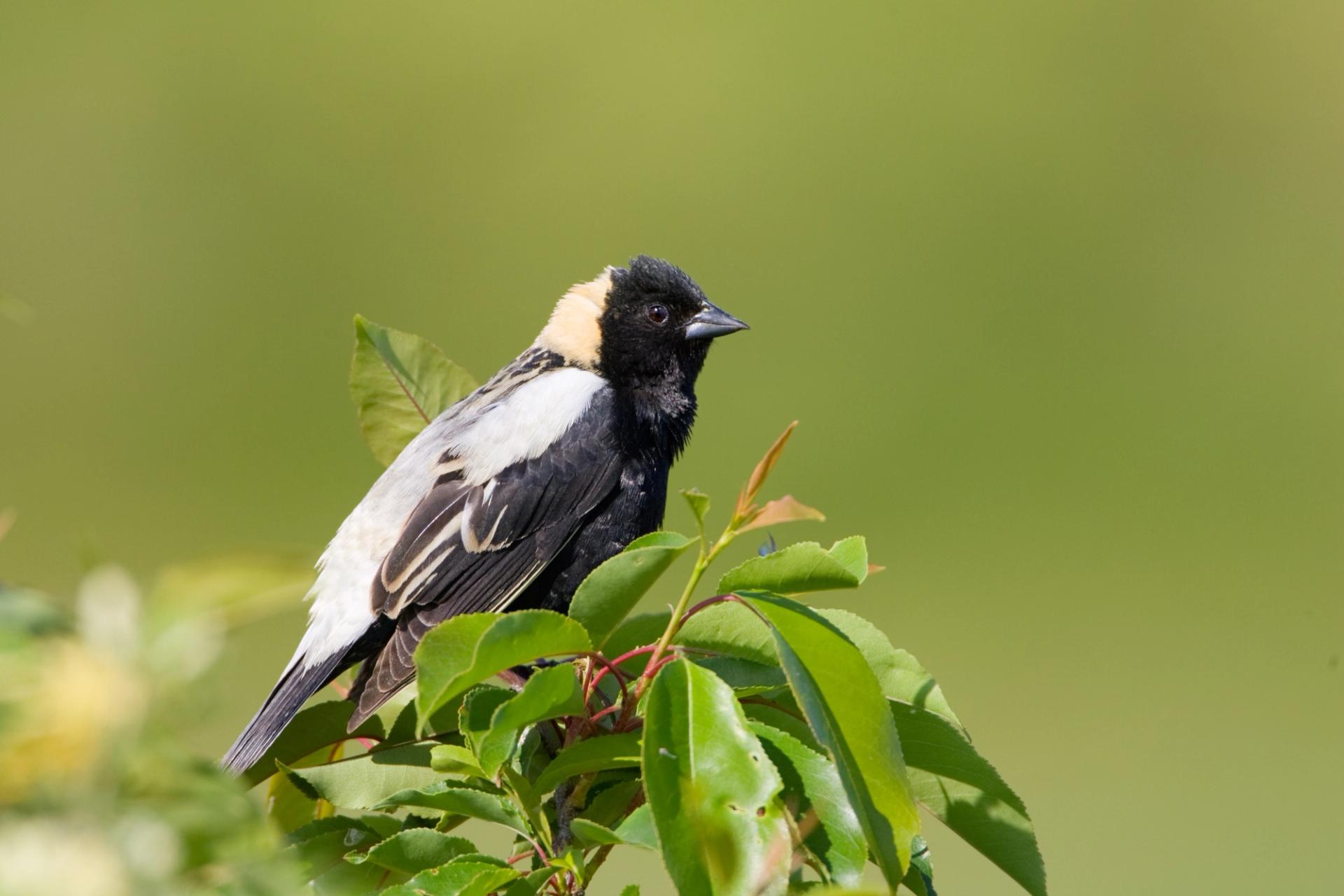 Bobolink