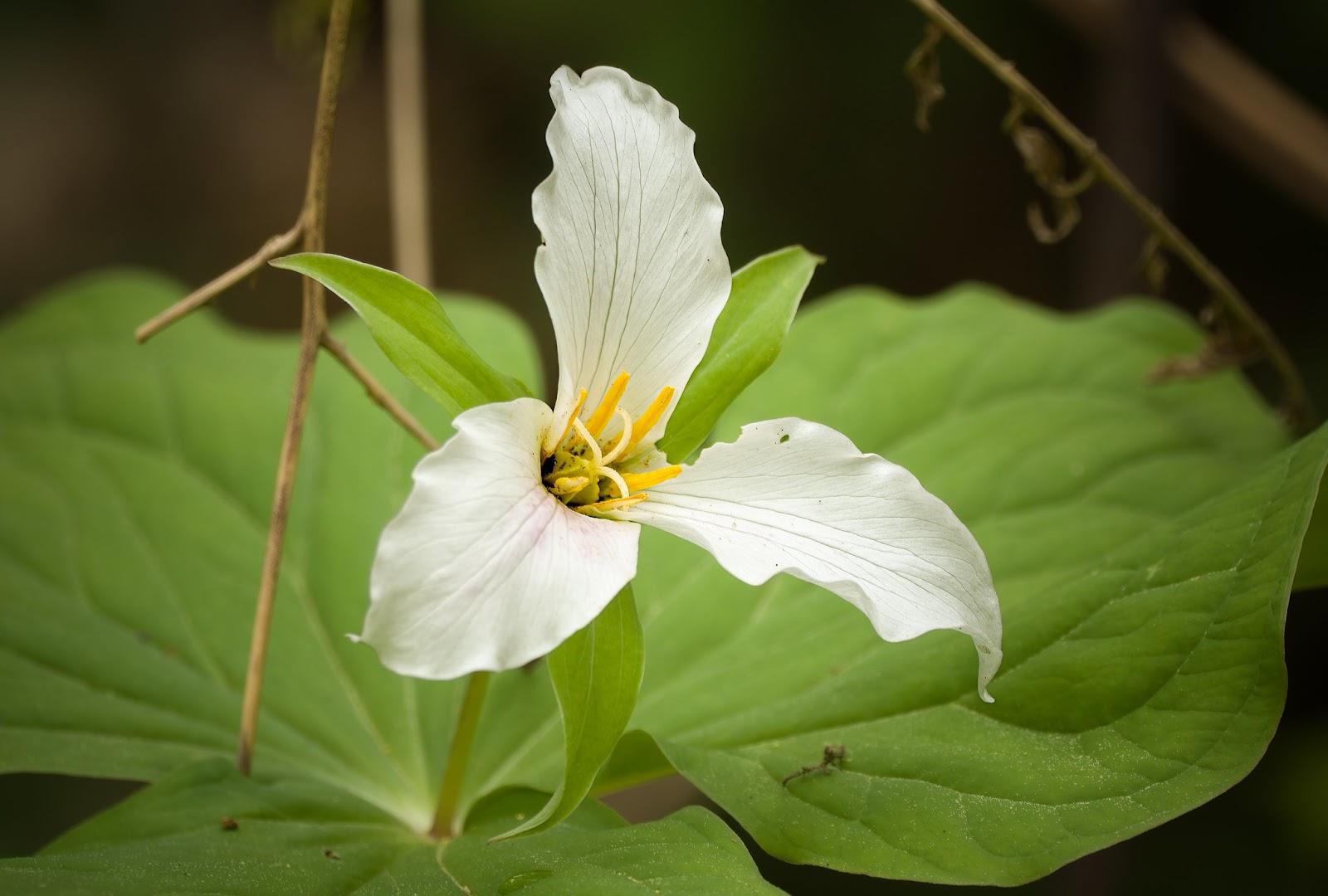 white bloom with three petals