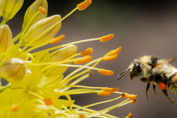 A Primer on Idaho's Native Bumble Bees image